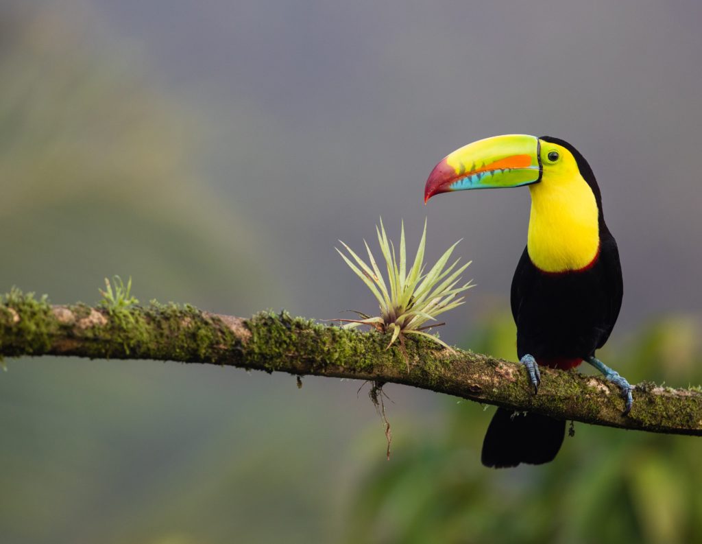 Toucan sat on a tree branch in Costa Rica.