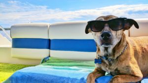 A dog with sunglasses on, sat on a boat.